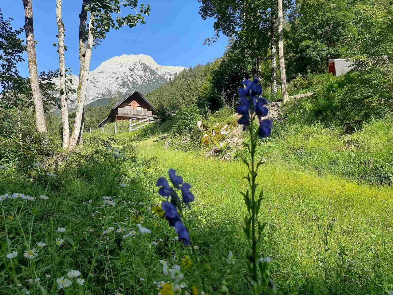 Camping & Glamping Grintovec Preddvor Exteriér fotografie